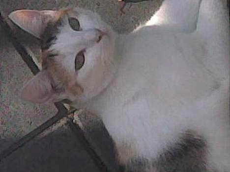 Huskat Sally billede 6