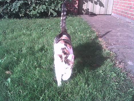 Huskat Sally billede 7