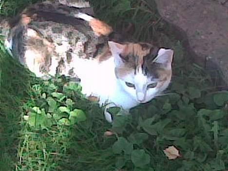 Huskat Sally billede 8