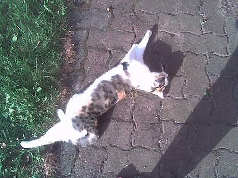 Huskat Sally billede 9