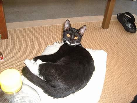 Huskat Baby *RIP* - Her er min lille prinsesse.. billede 1