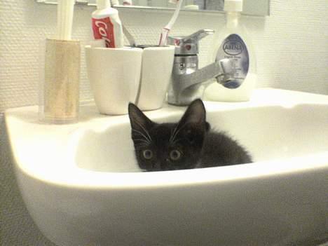 Huskat Baby *RIP* - Se hvor fræk hun er.. hehe.. billede 2