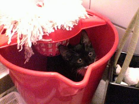 Huskat Baby *RIP* - Elsker at gemme sig..  billede 3