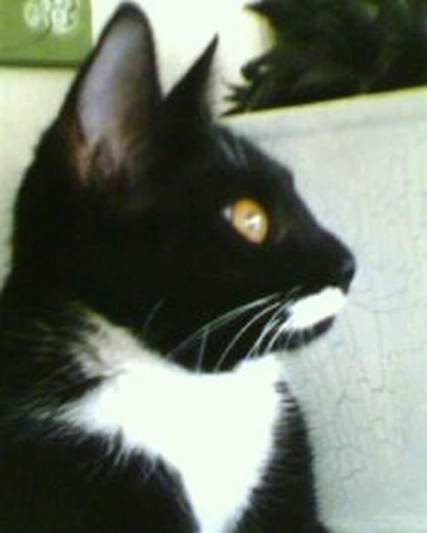 Huskat Baby *RIP* - Et lille billede i profil.. billede 4