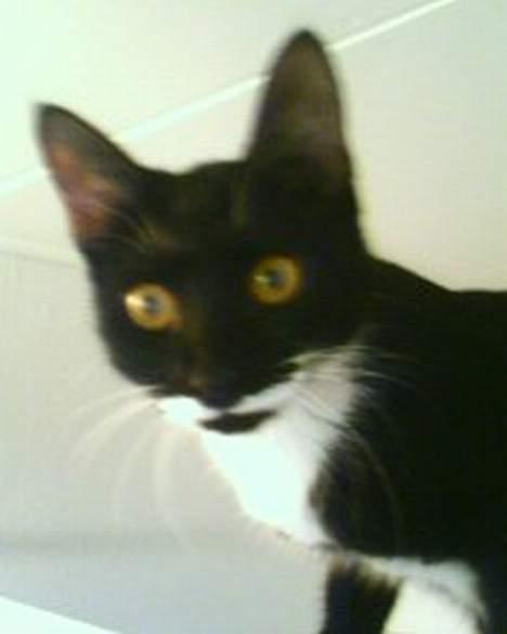 Huskat Baby *RIP* billede 5