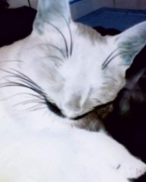 Huskat Baby *RIP* - Et neon billede at baby billede 6