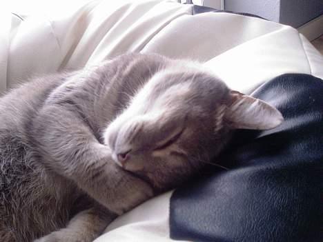 Huskat Dysse - 2006 billede 1