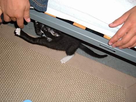 Huskat Baby *RIP* - Legetid igen.. billede 7