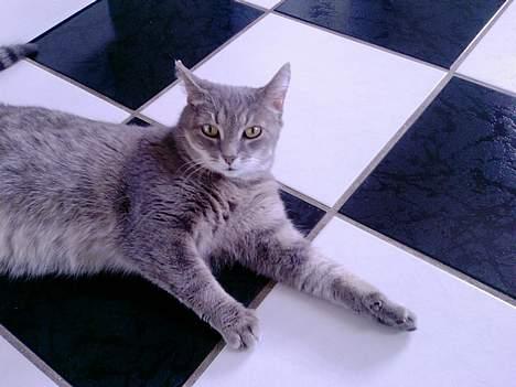 Huskat Dysse - 2006 billede 2