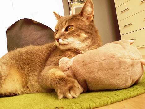 Huskat Dysse - 2006 billede 3