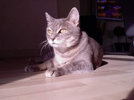 Huskat Dysse - 2006 billede 4