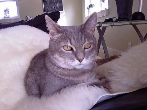 Huskat Dysse - 2006 billede 5