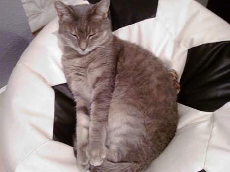 Huskat Dysse - 2006 billede 6