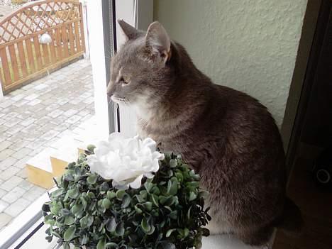 Huskat Dysse - 2006 billede 7