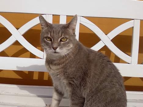 Huskat Dysse - 2006 billede 8