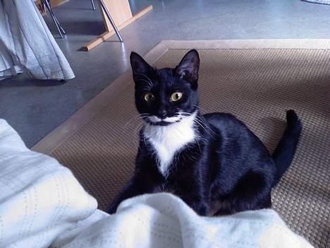 Huskat Baby *RIP* billede 8