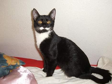 Huskat Baby *RIP* billede 9