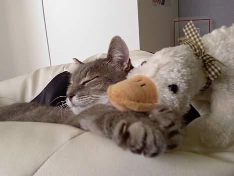 Huskat Dysse - 2006 billede 9