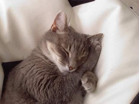 Huskat Dysse - 2006 billede 10