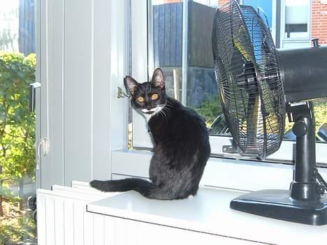 Huskat Baby *RIP* billede 10