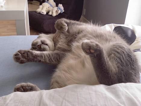 Huskat Dysse - 2006 billede 11