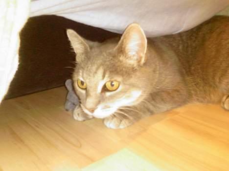 Huskat Dysse - 2006 billede 12