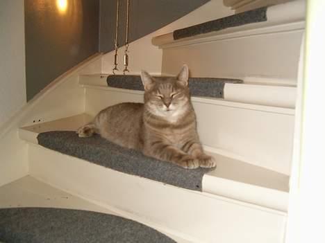 Huskat Dysse - 2006 billede 13