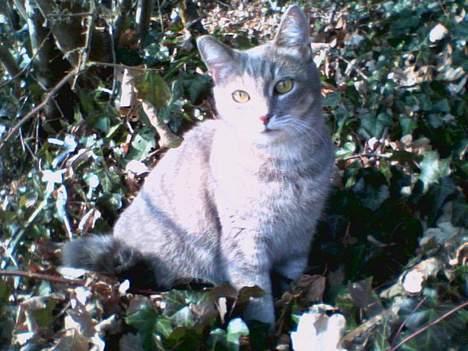 Huskat Dysse - 2006 billede 14