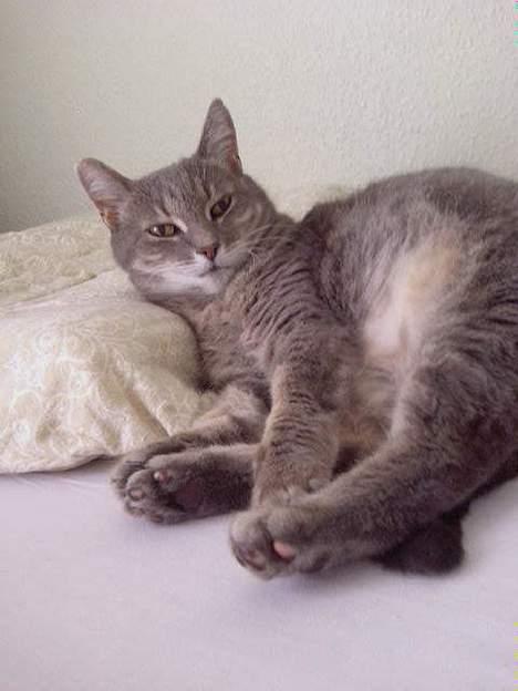 Huskat Dysse - 2006 billede 15