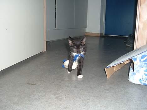 Huskat Baby *RIP* - Her kommer hun med noget af sit legetøj.. billede 11