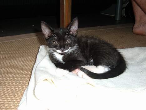 Huskat Baby *RIP* - Her er et af de første billeder af hende.. hun ligner lidt en grimlings på det her billeder.. hehe.. billede 12