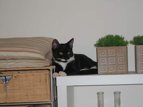 Huskat Baby *RIP* billede 13