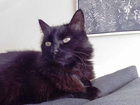 Huskat Daysi - 2006 billede 1