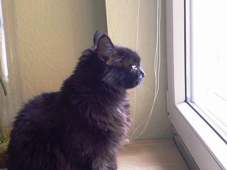 Huskat Daysi - 2006 billede 2