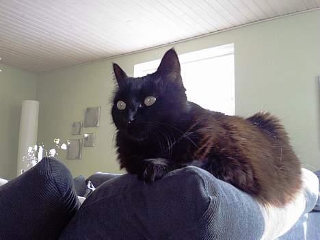 Huskat Daysi - 2006 billede 3