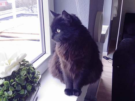 Huskat Daysi - 2006 billede 4