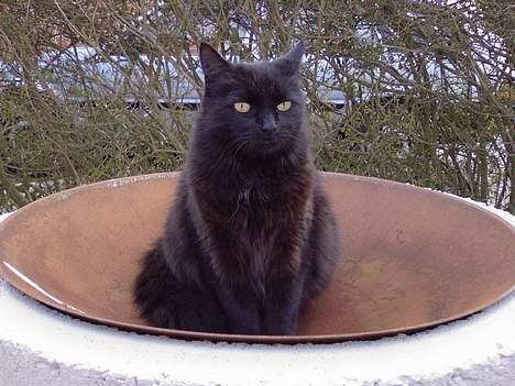 Huskat Daysi - 2006 billede 5