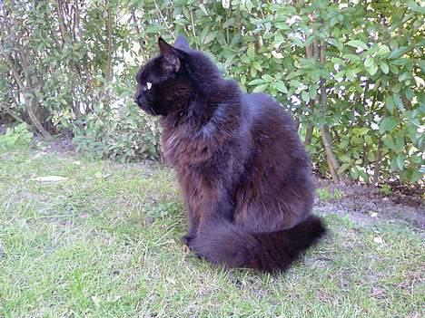 Huskat Daysi - 2006 billede 6