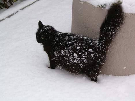 Huskat Daysi - 2006 billede 7