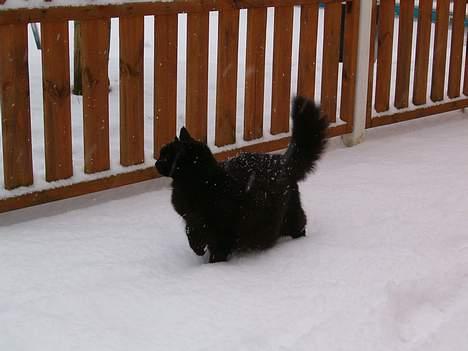 Huskat Daysi - 2006 billede 8