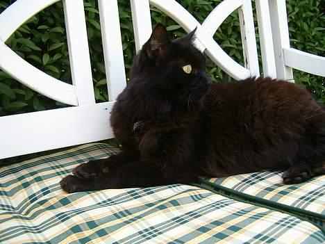 Huskat Daysi - 2006 billede 9