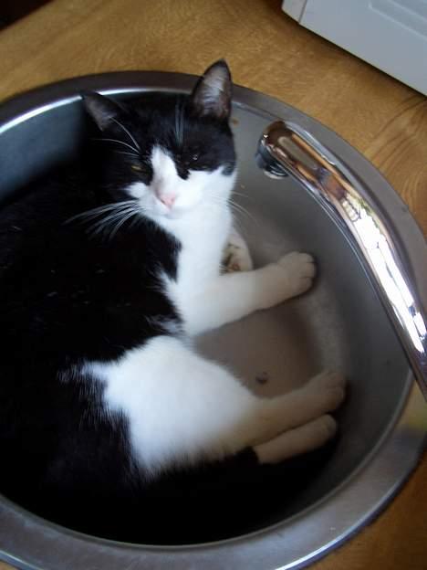 Blanding af racer Joe billede 9