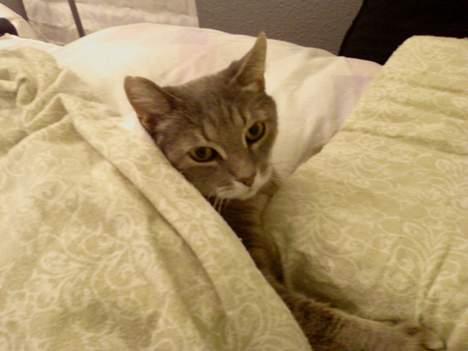 Huskat Dysse - 2006 billede 16