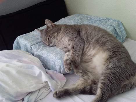 Huskat Dysse - 2006 billede 17