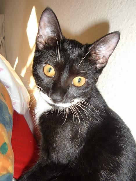 Huskat Baby *RIP* billede 14