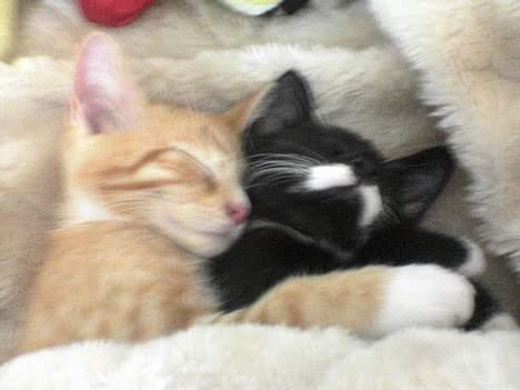 Huskat Baby *RIP* - Her sover hun med brormand garfield, de er nogle rigtig hyggetrolde.. billede 15