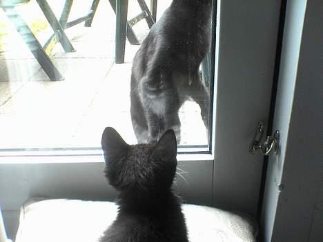 Huskat Baby *RIP* - Meget spændene at kigge på de stor katte udenfor.. billede 16