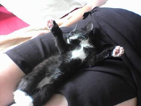 Huskat Baby *RIP* - Tager lige en slapper ved min "mor" billede 17