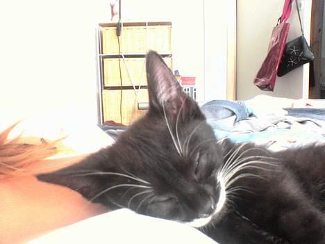 Huskat Baby *RIP* - Hun er nu så sød når hun sover.. billede 18