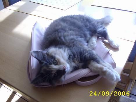 Norsk Skovkat Mischa - Må jeg låne din taske mor? billede 17